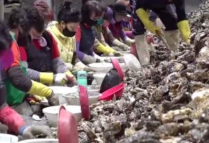 Массовое производство по переработке устриц в Южной Корее