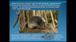 Русская выхухоль.wmv