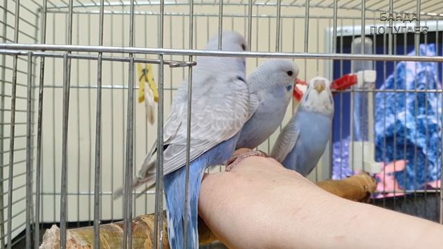2й день приручения птенцов волнистого попугая