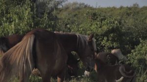 Красивая РАССЛАБЛЯЮЩАЯ КАЗАХСКАЯ Музыка Под Домбру - Beautiful RELAXING KAZAKH Music Under Dombra