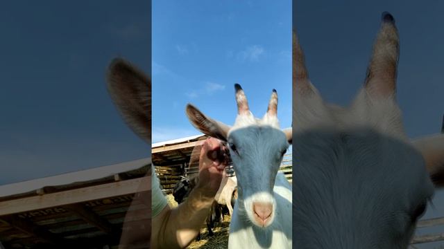 Ничего милее вы сегодня уже не увидите🐐🐐🐐