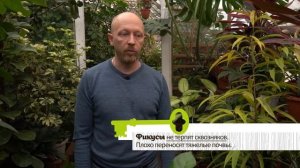 фикусы в коллекции оранжерее ЮУрГГПУ