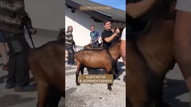 Молочная порода коз - Альпийская! Высокоудойные козы!