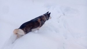 Смешная собачка, которая любит снег и зиму!