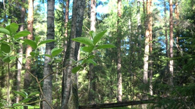 Noise of foliage and singing of birds in spring forest. 12 hours of video. смотреть онлайн