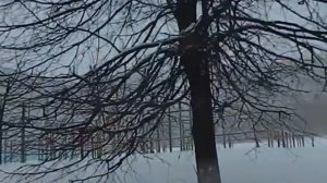 Борис Пастернак_Я другое дерево_ исп. Елена Камбурова