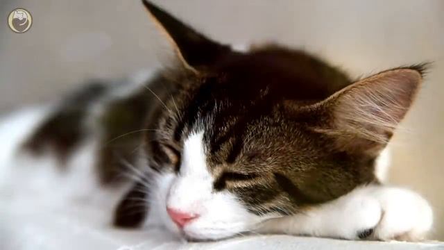 Music for Cats - Stress and Anxiety Relief / Cat Purring Sounds & Soothing Sleep Music смотреть онлайн