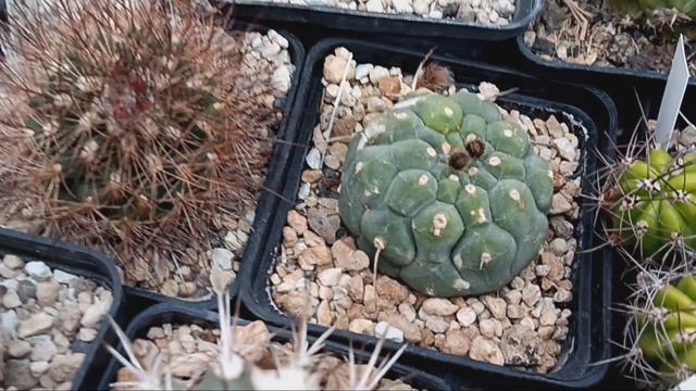 Пушистые кактусы..надо ли их опрыскивать?Литопсы.Кактусы.
