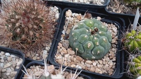 Пушистые кактусы..надо ли их опрыскивать?Литопсы.Кактусы.