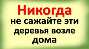 Никогда не сажайте эти деревья возле дома! Какие нужно сажать, чтобы всегда были достаток и деньги