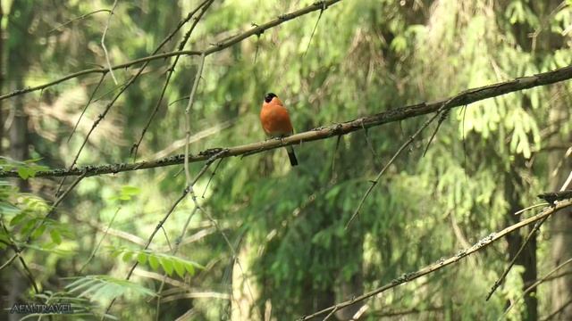 Обыкновенный снегирь (Pyrrhula pyrrhula) [июнь 2020] смотреть онлайн