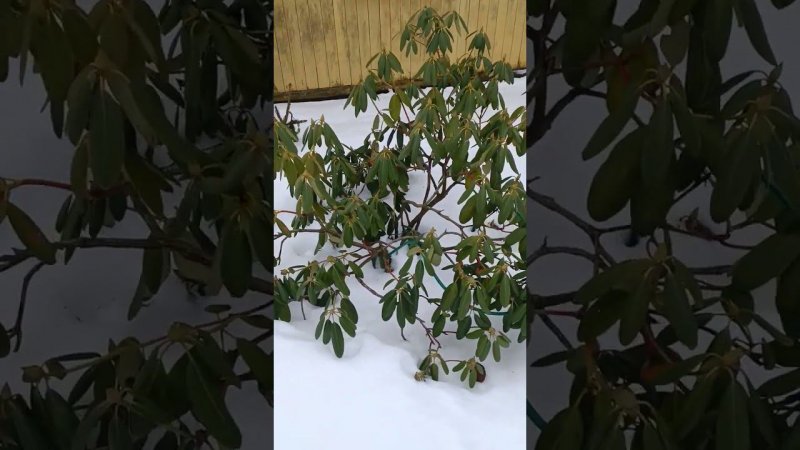 Куст рододендрона шикарен зимой своей зеленью, а летом цветением...