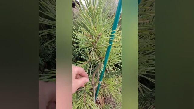 Pinus sylv. 'Gold Medal'(Сосна обыкновенная 'Gold Medal')