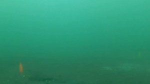 Рыбалка на Тавричанке. Камбала. Буллеры. Подводная съёмка.