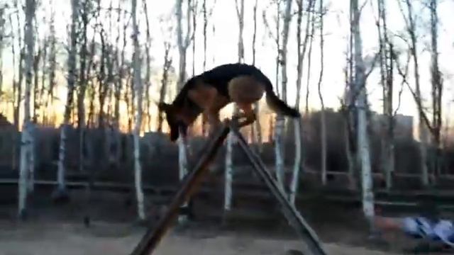 дрессеровка Юськи