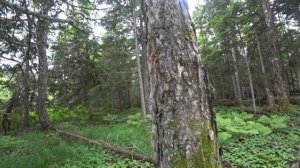 Обзор дерева "берёза" на севере Сахалина . Удивительный Сахалин.