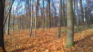 Дубовий гай