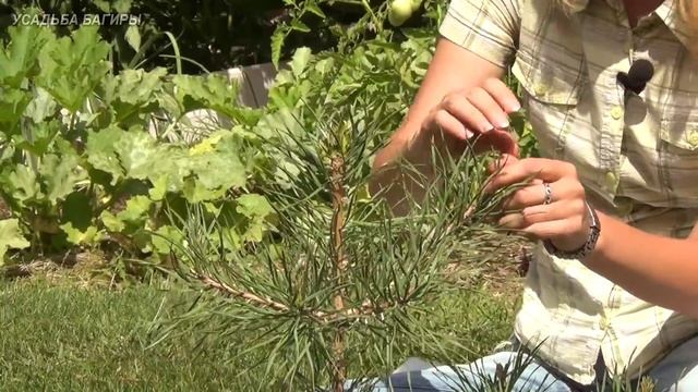 Формирование кроны сосны (ч.2). смотреть онлайн