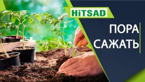Когда сажать помидоры Посадка рассады в грунт hitsad.ru