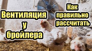 Вентиляция в птичнике