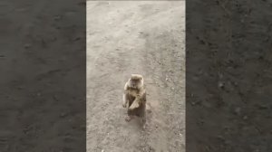 пацан спас сурка от шавла?