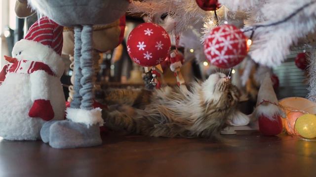 Maine Coon Cat Personality: This Video Will Make You Want One! смотреть онлайн