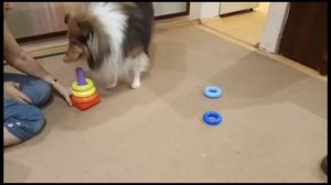 Домашняя дрессировка собаки, шелти Бест