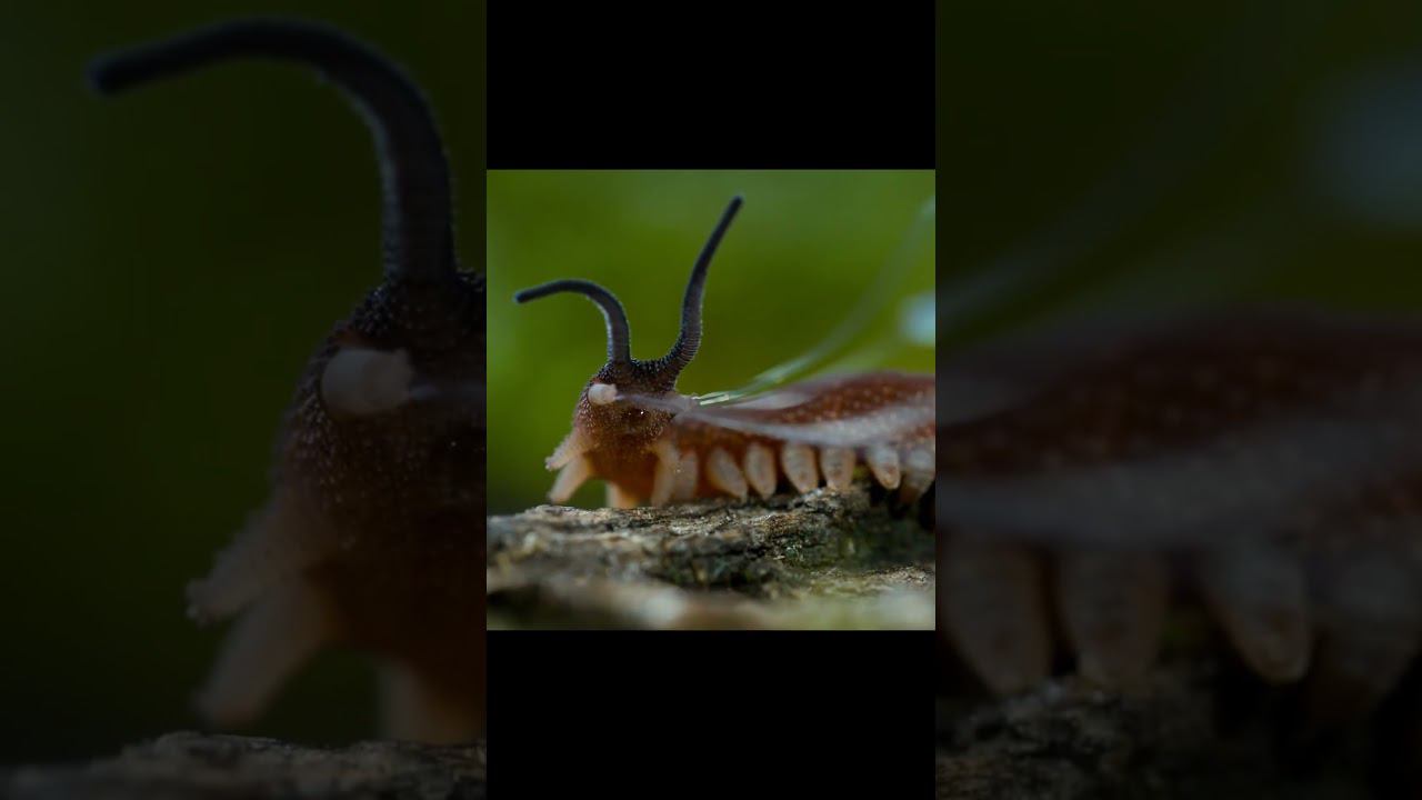 Бархатный червь против таракана! смотреть онлайн