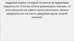 Как пересадить жасмин