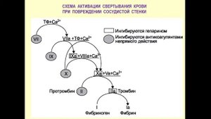 11:30-13:00  Антиагреганты, антикоагулянты