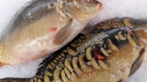 Живая рыба на льду