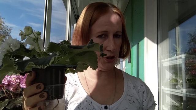 Важные рекомендации. Фитильный полив и мои неудачи