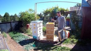 Обзор многокорпусных ульев из ОСБ и пенополистерола +мнение об эксплуатации