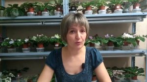 Удобрения для фиалок