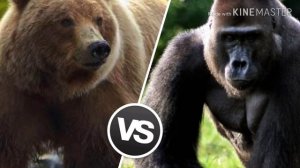 Бурый медведь против гориллы . Битва животных .