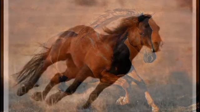 Александр Розенбаум Жербенок (видео - Виолетта Баша) смотреть онлайн