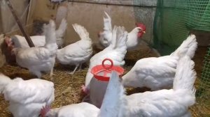Две основные причины расклёва у кур
