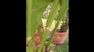 Anthurium Plant | Anthurium Renaissance Plant | Anthurium Care | Big Leaf Plant | Rain Forest Plant