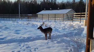 Лосиный остров. Национальный парк.