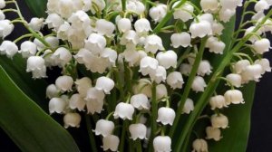 Lily of the valley flowers with instrumental harp  music