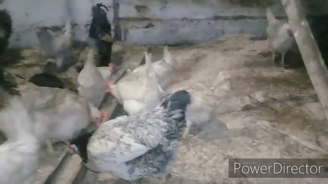 КАК ПОВЫСИТЬ ЯЙЦЕНОСКОСТЬ УНИКАЛЬНЫЙ СПОСОБ ПРОВЕРЕН ДЕСЯТИЛЕТИЯМИ.