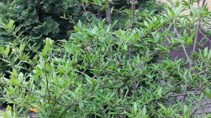 Магнолия отцвела что делать. Работы в Саду.