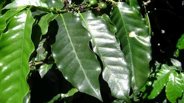 Кофейное дерево – секреты выращивания в домашних условиях.