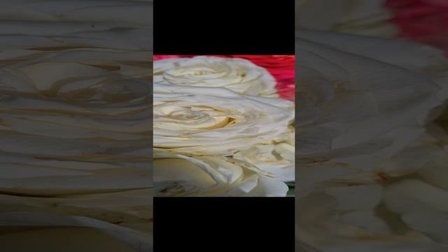 Красивые розы в нашем саду ??