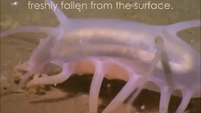 10 самых удивительных морских монстров.
