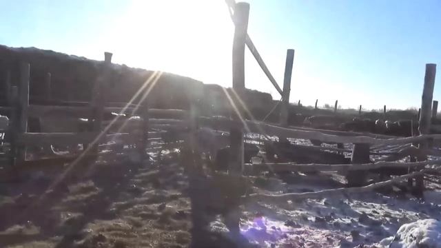 Коров надо резать стельных, заготовителей мяса, как блох у собаки. смотреть онлайн