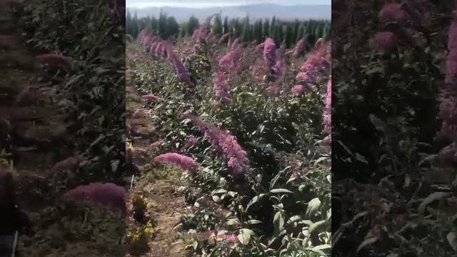 Кустарник будлея (Buddleja). Красивые растения Узбекистана.