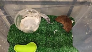 Как линяет эублефар | Ускоренная съемка