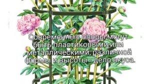 Особенности выращивания пионов