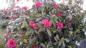 Rododendron  Рододендроны.